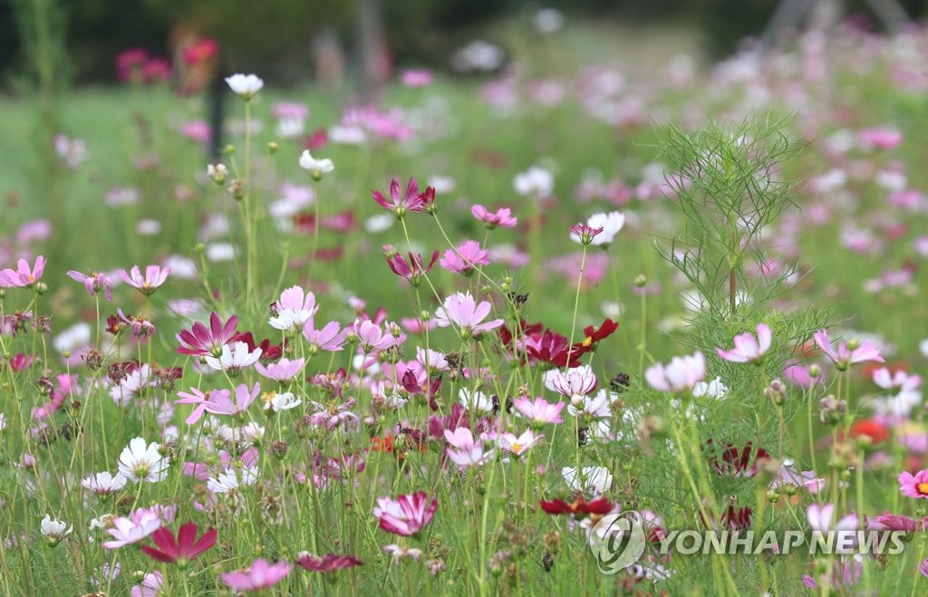 '가을의 문턱'…전국 유명 산과 공원 인파로 북적 북적