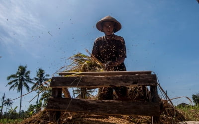 "쌀값마저 오르나"…아시아 주요 산지, 이상기후로 몸살