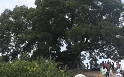 '우영우'서 마을 지켰던 팽나무, 실제 천연기념물 된다