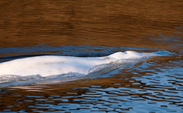 Beluga apareceu no Sena na França.  /foto = AFP