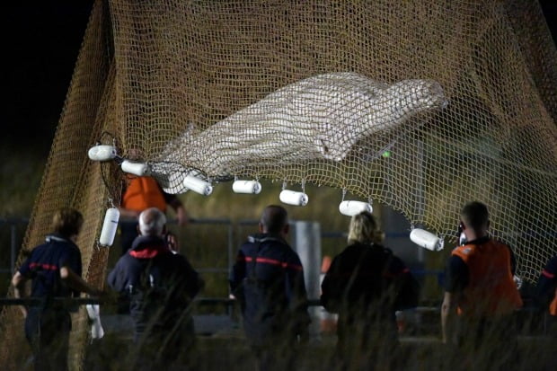 Equipes de resgate levantam uma baleia beluga em uma rede no rio Sena, perto de Notre-Dame-de-la-Garenne, França, no dia 9 (horário local).  /foto = Notícias Yonhap