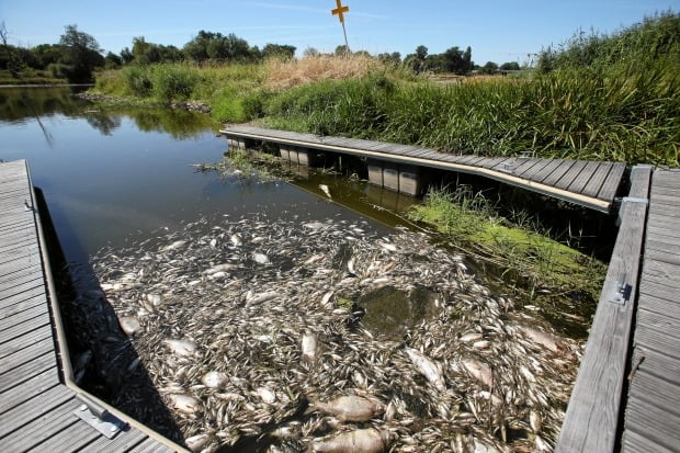 Oder River fish mass death in Poland  Only 10 tons of corpses removed