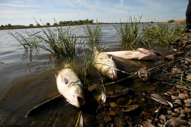 On the 11th (local time), there are a lot of fish that have died due to environmental pollution in the Oder River in Wielinek, western Poland, facing Germany.  /photo = Archyde.com 