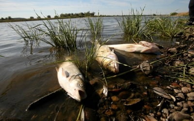 폴란드 오데르강 물고기 집단 폐사…"걷어낸 사체만 10t"