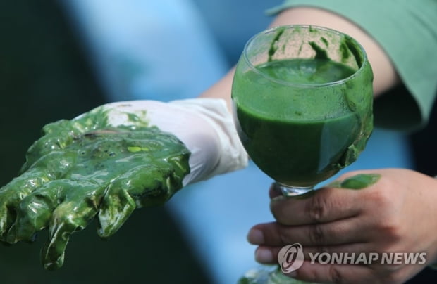 초록 물감 풀어놓은 듯…녹조 점령한 낙동강 수질 '최악'