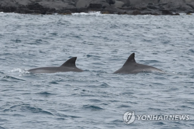 2015년 방류된 남방큰돌고래 태산이 '폐사'…"자연사 추정"