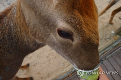 의령·진주 농장서 올해초 '사슴 광우병' 발생…전량 살처분