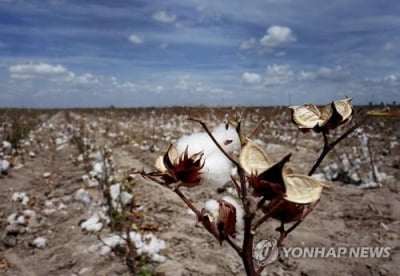 미국 면화, 가뭄에 수확량 급감 전망…가격 급등