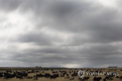 남아공 '사상 최악' 구제역으로 소 이동 전면 제한