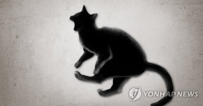 인천 빌라서 고양이 백골 발견…경찰 수사