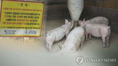강원 양구군서 아프리카돼지열병 확인…48시간 이동중지령