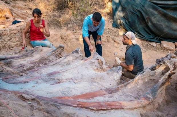 무심코 판 뒷마당서 1억5000만년 된 유럽 최대 공룡 화석 '불쑥'