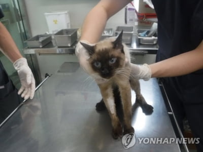 집안 방치 고양이 22마리 구조…이중 7마리 전염병으로 죽어