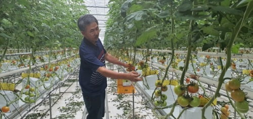 마트서 외면받고도 매출 3억 반전…품절대란 벌어진 토마토 [박종관의 유통관통]