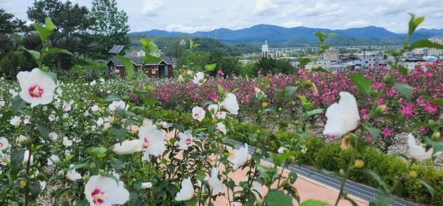 산림청이 전국 지방자치단체 및 각 부처를 대상으로 공모한 제9회 나라꽃 무궁화 명소에 최우수로 뽑힌 장성 무궁화공원 전경. 산림청 제공