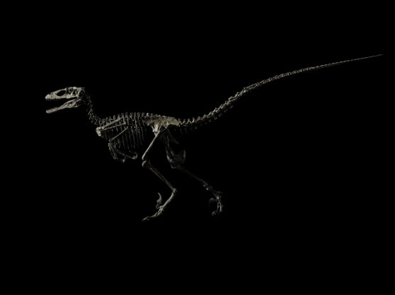 지난 5월 크리스티 뉴욕 경매에서 1241만2500달러(약 179억원)에 낙찰된 공룡 화석 '랩터'. 크리스티 제공