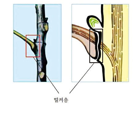 [과학과 놀자] 가을 오면 잎과 나뭇가지 사이에 떨켜층 만들어져…양분 차단되면 초록색 사라지고 잎 본래 색소 드러나