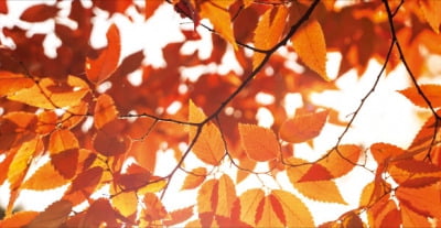  가을 오면 잎과 나뭇가지 사이에 떨켜층 만들어져…양분 차단되면 초록색 사라지고 잎 본래 색소 드러나