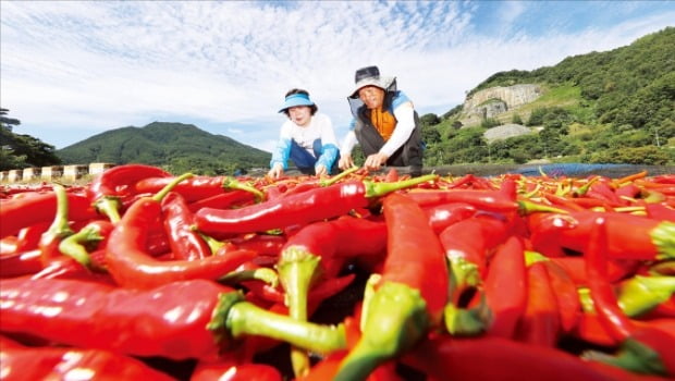 [포토] 가을햇살 마중 나온 빨간 고추