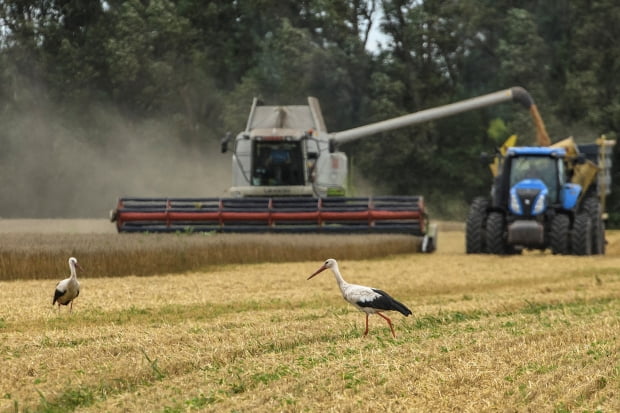 우크라이나의 밀 수확 상황. 사진=REUTERS