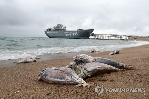 값비싼 참치 왜 동해에 버려지나 했더니…포획량 제한 때문