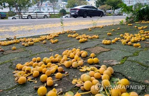 춘천시 가로수 은행나무 열매 중금속 안전