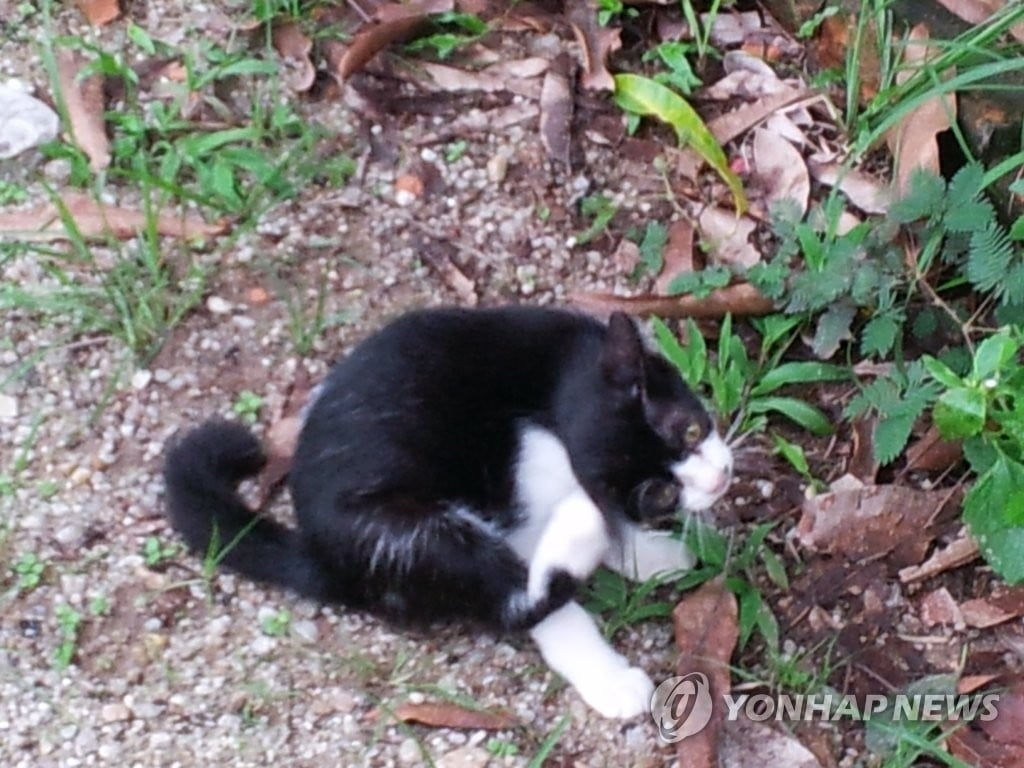 음식물 쓰레기통 옆에 버려진 고양이…"알레르기 때문에"