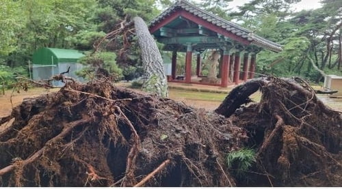 '힌남노'에 석굴암·불국사도 훼손…문화재 피해 총 32건