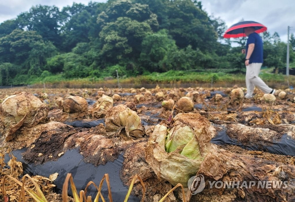 '양상추' 없는 맥도날드…기상 악화에 수급 불안정