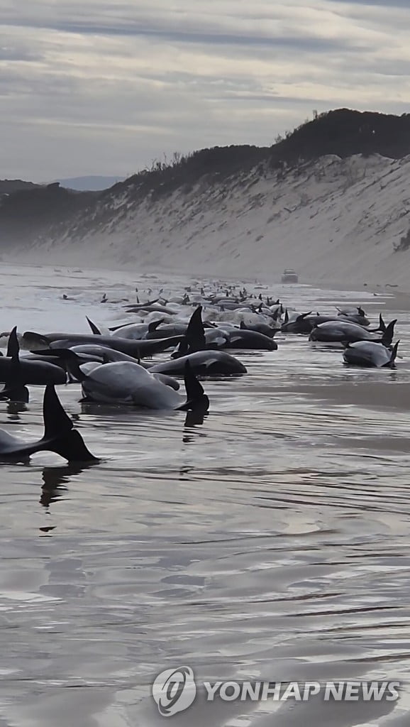 해변에 좌초된 돌고래 230마리, 의문의 떼죽음