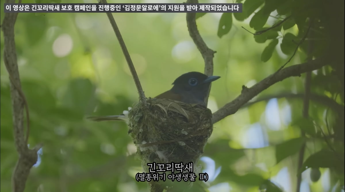 김정문알로에, 멸종위기 '긴꼬리딱새' 보호 앞장