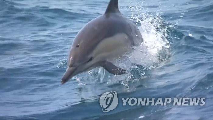 수족관 돌고래 5년간 21마리 폐사…"보호법 필요"