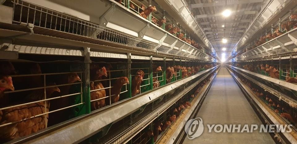 전국 계란농가 대상 살충제 검사…"모두 적합 판정"