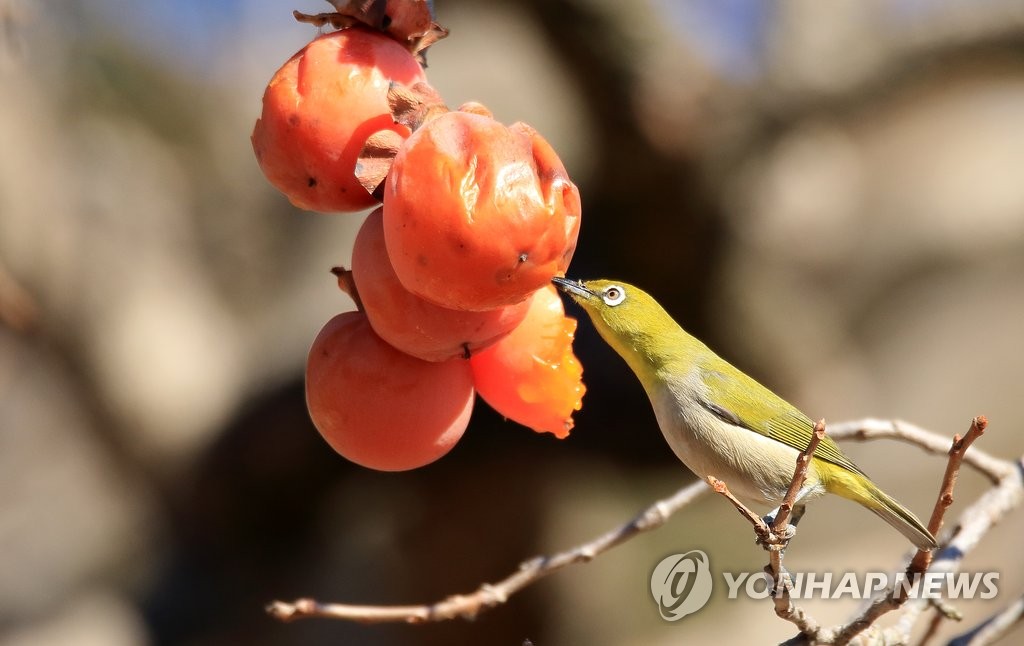 [유형재의 새록새록] 감나무 까치밥 '홍시가 열리면'…"아! 달콤해"