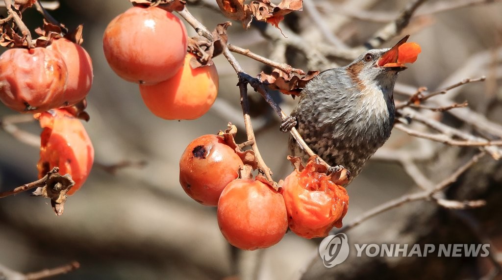 [유형재의 새록새록] 감나무 까치밥 '홍시가 열리면'…"아! 달콤해"