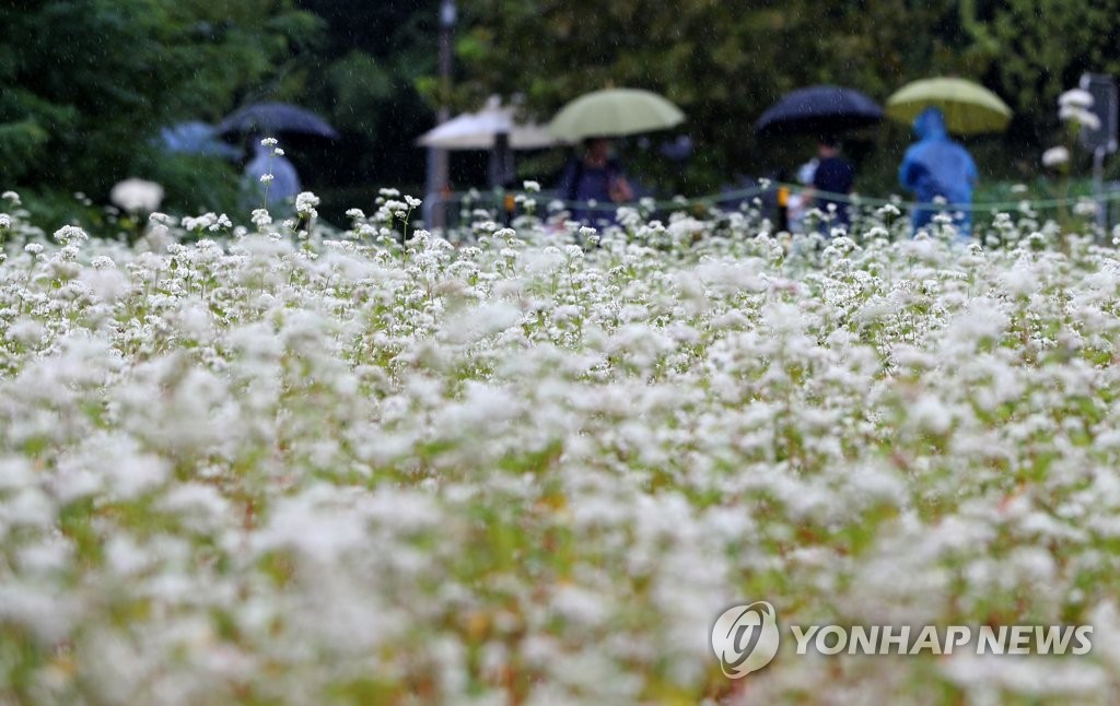 춘천막국수닭갈비 축제장 연일 '북적'…이틀간 3만명