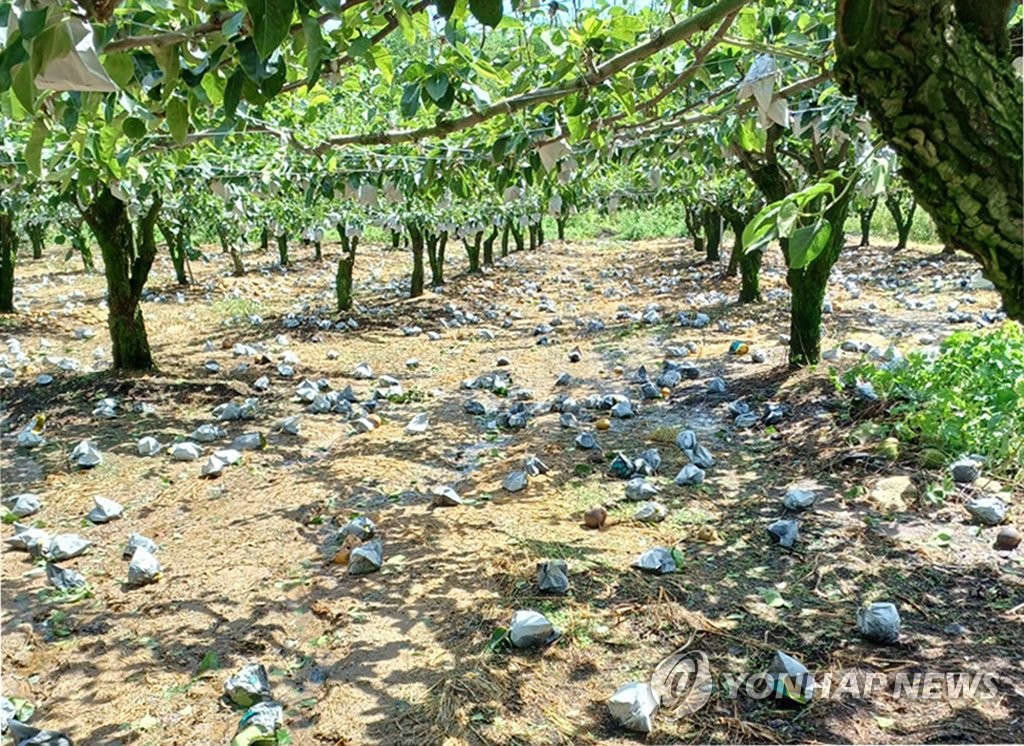 [태풍 힌남노] "이른 추석에 배수확 미뤘는데…막막합니다"