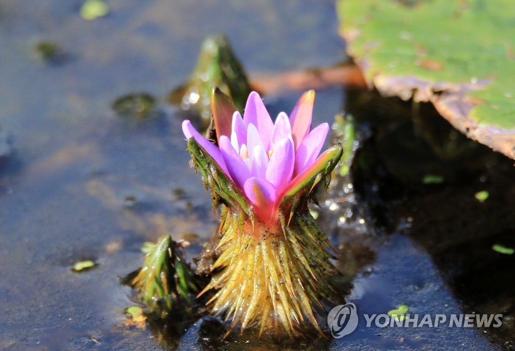 강릉 경포습지의 상징…멸종위기종 '가시연' 꽃 활짝