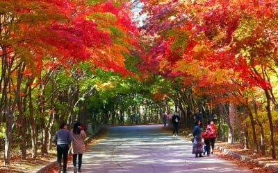 전국 평균 가을 단풍 절정 10월26일…산림청 '단풍예측지도' 발표