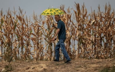 쌀 수입 급증한 중국…가격이 싸서? 위기 대비 식량 비축?