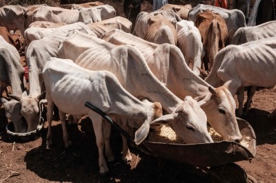 케냐 7개 지방 극심한 가뭄…"어린이 88만명 영양실조"