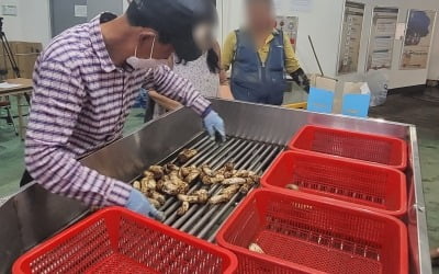 양양송이 가격 무슨 일?…kg당 142만원 '최고가 경신'