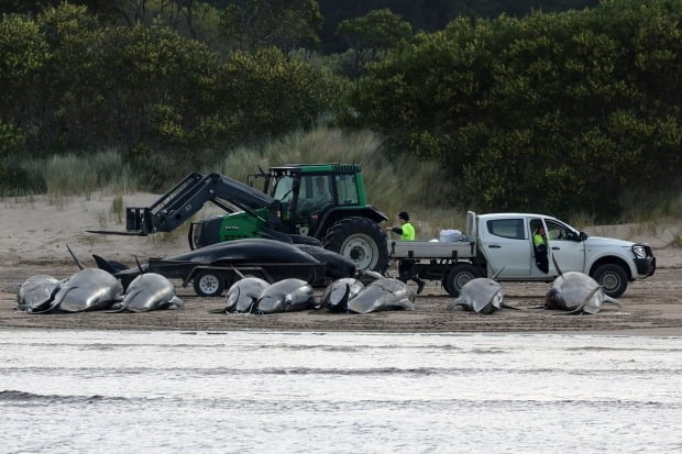 호주 남동부 태즈메이니아주 서부 매쿼리헤즈에서 태즈메이니아주 야생동물 관리국 직원들이 둥근머리돌고래 200여마리의 사체를 정리하고 있다. /사진=AFP
