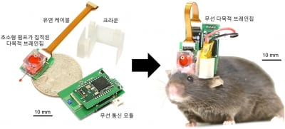"뇌 속 칩으로 생쥐 조종한다…원격 약물주입 성공"