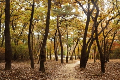 가을 단풍에 '흠뻑'…내달 조선왕릉 숲길 10곳 한시 개방