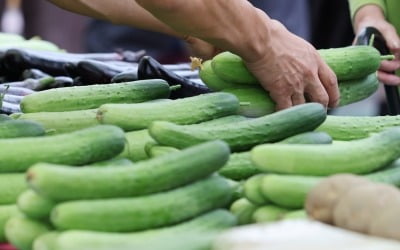 배추·무 가격 안정세 접어드는데…오이 가격 나홀로 폭등 [팜에어 한경 농축산물 동향]