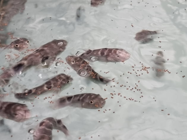 '죽음과도 바꿀 맛'…'황복' 시장화 도전하는 경기도