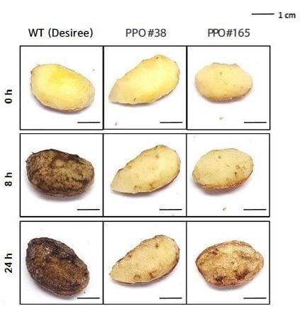 유전자교정된 감자(PPO #38, PPO #165)의 갈변 현상 분석 결과. 대조군(WT)에 비해 시간이 지나도 갈변 현상이 진행되지 않는 것을 확인할 수 있다. 제공-툴젠.