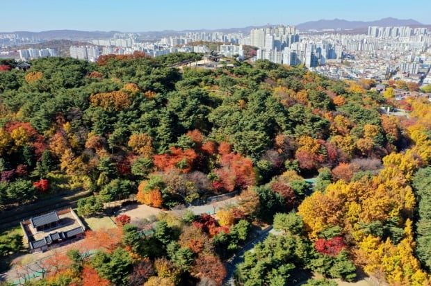 가을철 오색 단풍으로 물든 팔달산. 수원시 제공