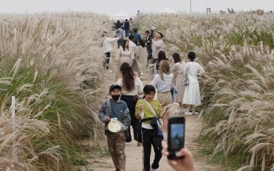 [포토] 3년 만에 열리는 '서울억새축제'